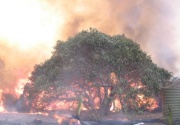 Grass / Scrub fire, Mt Bold